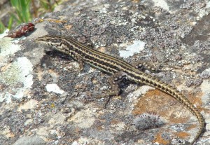 Jašterica španielská – samec ( Podarcis hispanicus ), Segura. Foto R.S.