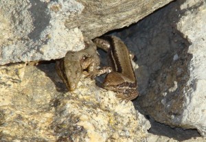 Jašterice múrové, pár ( Podarcis muralis ), Sierra de Guadarrama-Puerto de Navacerrada. Foto R.S.