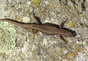 Jašterica múrová-samec ( Podarcis muralis ), Sierra de Guadarrama-Puerto de Navacerrada. Foto R.S.