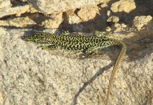 Jašterica Iberolacerta cyreni cyreni, samec, Sierra de Guadarrama-Puerto de Navacerrada. Foto R.S.