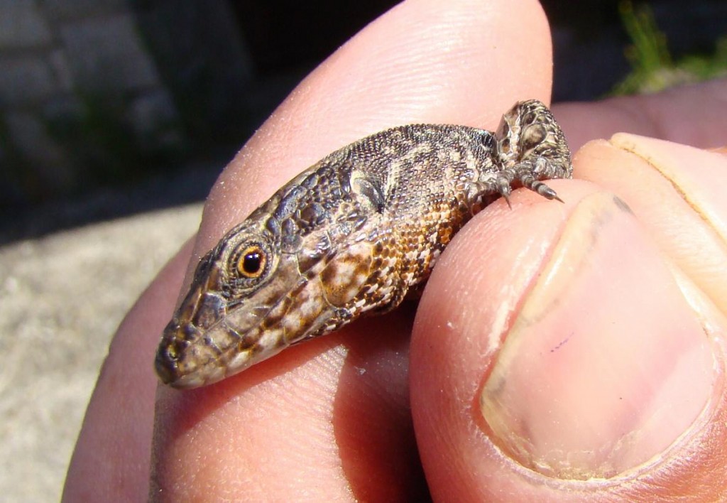 Jašterica múrová-samec ( Podarcis muralis ), detail hlavy. Puerto de Navacerrada. Foto R.S