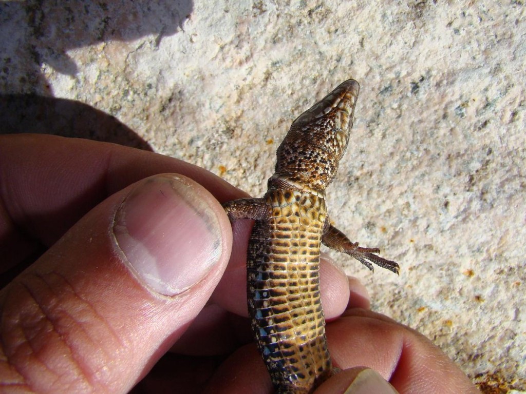 Jašterica múrová-samec zo spodu ( Podarcis muralis ). Puerto de Navacerrada. Foto R.S