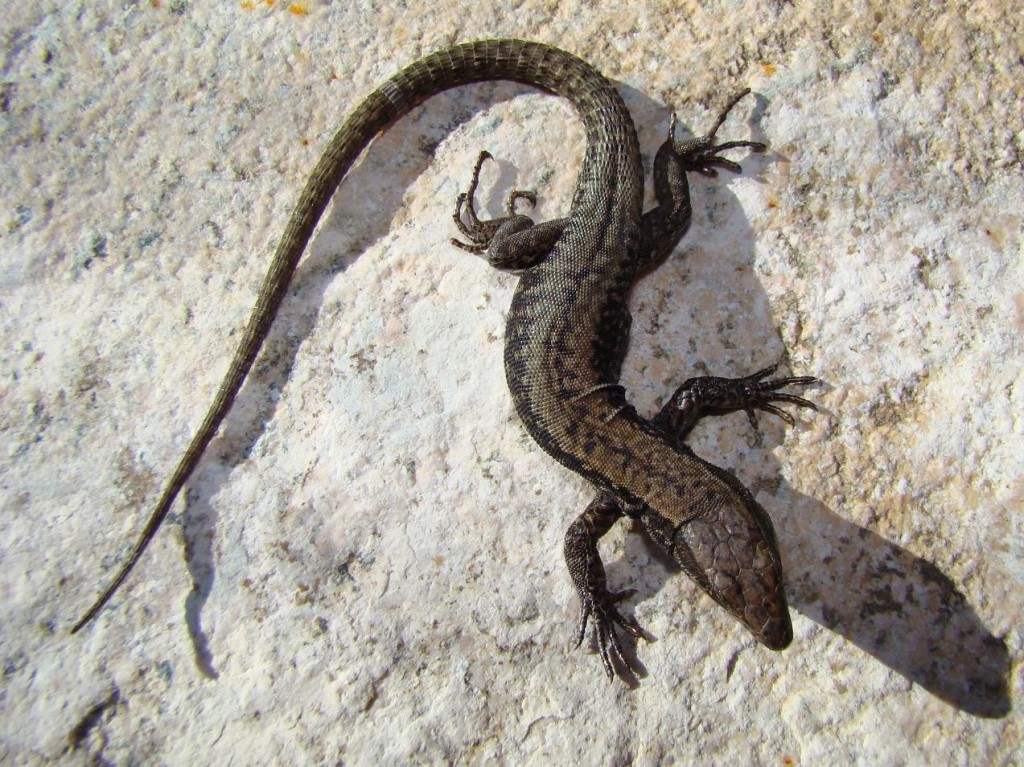 Jašterica múrová ( Podarcis muralis ). I tu ako v Andorre žili veľmi tmavé populácie. Puerto de Navacerrada. Foto R.S