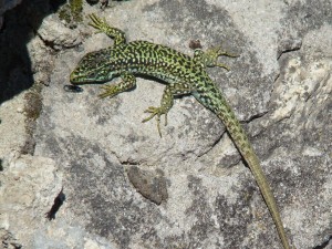 Jašterica Iberolacerta cyreni cyreni, samec, Sierra de Guadarrama-Puerto de Navacerrada. Foto R.S.