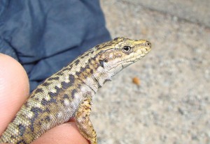 Jašterica Iberolacerta cyreni cyreni, samička, detail. Sierra de Guadarrama-Puerto de Navacerrada. Foto R.S.