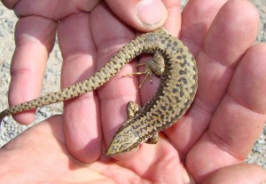 Jašterica Iberolacerta cyreni cyreni, samička. Puerto de Navacerrada. Foto R.S.