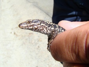 Jašterica múrová ( Podarcis muralis ), samička, detail. Puerto de Navacerrada. Foto R.S