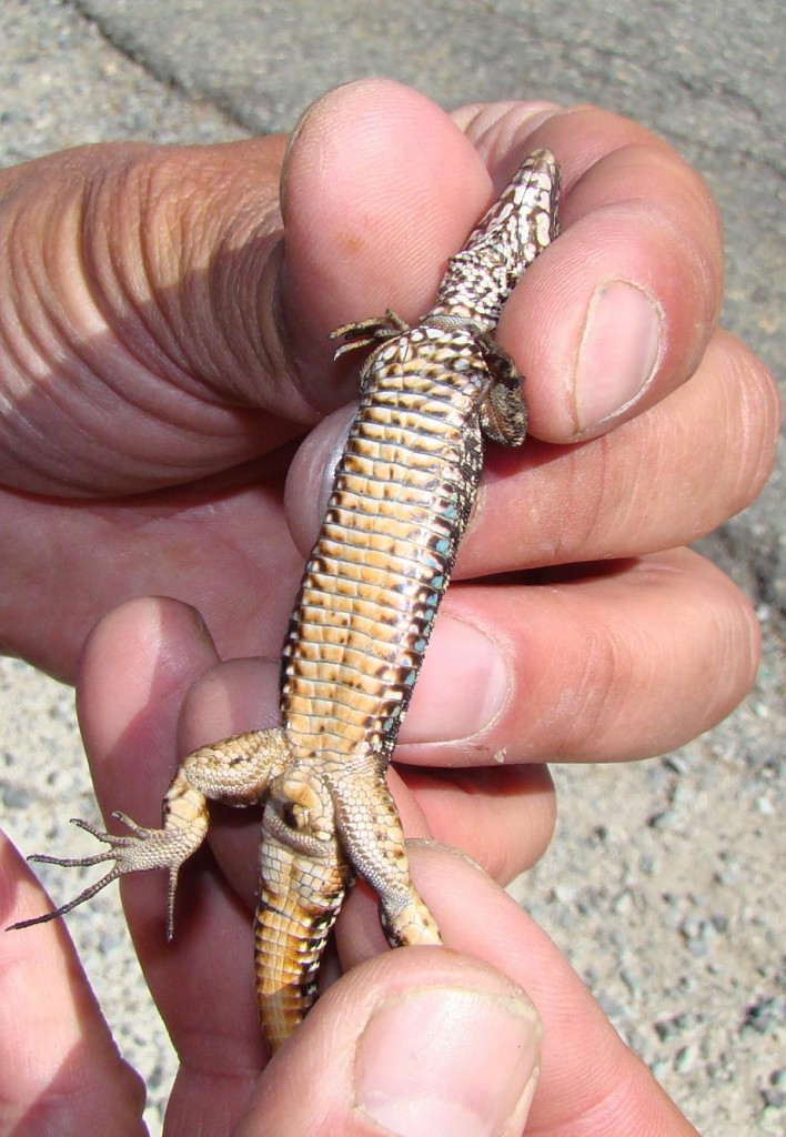 Jašterica múrová ( Podarcis muralis ), samec, brucho. Puerto de Navacerrada. Foto R.S