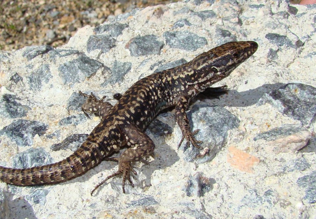 Jašterica múrová ( Podarcis muralis ), samec. Puerto de Navacerrada. Foto R.S