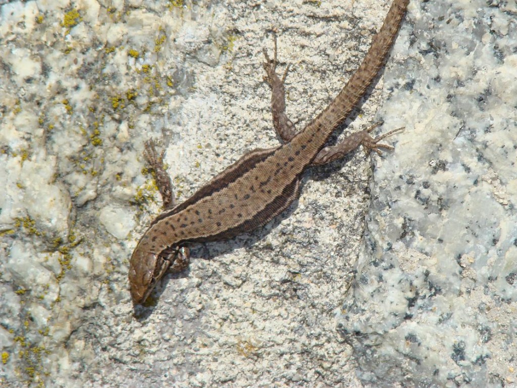 Jašterica múrová ( Podarcis muralis ), samička. Puerto de Navacerrada. Foto R.S