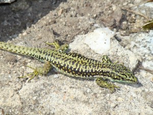 Jašterica Iberolacerta cyreni cyreni, samec, Sierra de Guadarrama-Puerto de Navacerrada. Foto R.S.