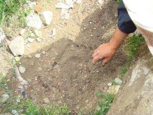 Hromadná liaheň s prázdnými i čerstvými vajíčkami jašteríc múrových ( Podarcis muralis ).